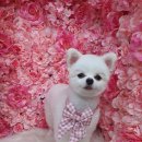 바비펫살롱 이미지