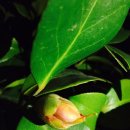 동백나무 (Camellia japonica L.) - 153505 김호정 이미지