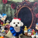 까까멍멍 이미지