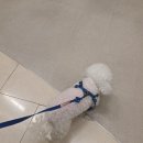 펫인더파크 | 강아지랑 쇼핑은 어렵다고요X 하남스타필드 펫파크 ep31