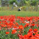 조이바이오(주)농업회사법인 이미지
