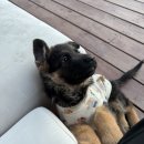 스피츠 | 반려동물옷 아요삐 꽃무늬조끼 3XL 스피츠 후기