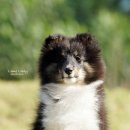 라임레이디 이미지