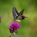 나비,날아오르다 이미지