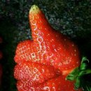 송파초등학교 이미지