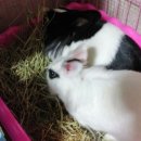 원칸통상 이미지