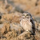 천연기념물 324-4 ... 쇠부엉이(short-eared owl) 이미지