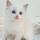 My Love Cat(마이러브캣) 네이버블로그