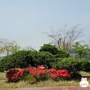 불갑농촌테마공원 이미지