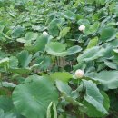 방죽주유소 이미지