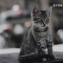 압구정동물의료센터 네이버블로그