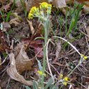 솜방망이 이미지