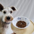 현대애견사료 이미지