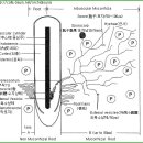 한국춘란과 균근균(菌根菌-mycorrhiza)19/뿌리와 내생균근균(內生菌根菌)12/난균(蘭菌)9(한난이350) 이미지