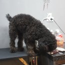 예뻐해줄개 이미지