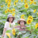 태양의전 | "엄마에게 제주의 사계절을 선물하다｜비를 기다려 만난 해바라기와 수국"