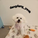 망고 애견 이미지