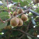 (주)시오선