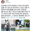 골드쉽 이미지