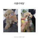 원덴탈 | 화정역 공방 아틀리에달 반려견 비문 팬던트 클래스 체험