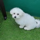 펫더헤븐독스쿨