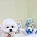 가위든개 이미지