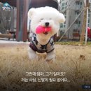 안녕댕댕쓰 이미지