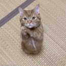 바른 고양이