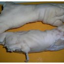 장날족발 이미지