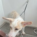 멍인더숲 목욕탕 | 오산 강아지 셀프 목욕 시설 멍인더숲 목욕탕