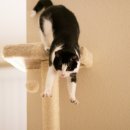 고양이라서 행복해 이미지