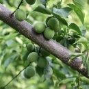 둥지농장 이미지