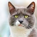 고양이 수염 이미지