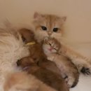 코네코 코야 이미지