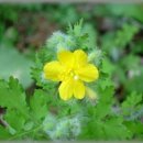 약이 되는 산야초 이미지