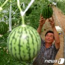 옹골농장 이미지