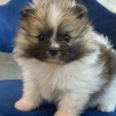 도그마루 강아지고양이 목동점 이미지