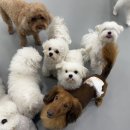 대구애견호텔 애견유치원 모여라솜뭉치 본점 이미지