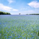 국화목장 이미지