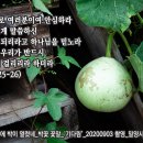 PICTURE&TEXT_20200906_사도행전 27장 25-26절_기다림의 끝에 박이 열렸네_박꽃 꽃말 '기다림'_밀양시 양림간에서 이미지