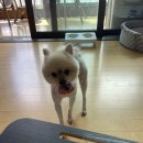 도기얌얌 이미지