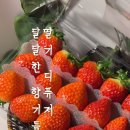 비타민과일촌