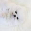 빵실빵실 이미지