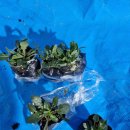 꽃과 식물로 정원가꾸기 | 브니엘꽃농원 낮달맞이꽃 모종 후기 낮달맞이꽃키우기 낮달맞이꽃화단가꾸기 기대되는 첫 시작