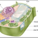 아로니아먹는법 품질비교 &#39;잘먹고잘사는법&#39; 이미지