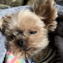 분당중앙동물병원 이미지