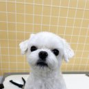 늘봄펫살롱