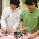 우리 강아지 이미지