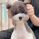(주)이펫티브 | 강서구 마곡 강아지 애견 미용실 정직한 펫살롱 솔직 후기