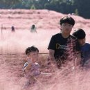 군민체육공원 | 합천 신소양체육공원 핑크뮬리 개화 시작! 이번 주말 꼭 가야 할 이유